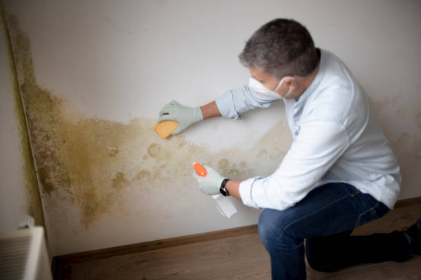 Best Mold Removal for HVAC Installations  in Madison, MS