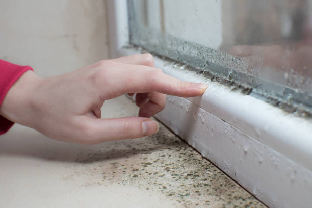 Best Asbestos and Lead Testing During Mold Inspection  in Madison, MS